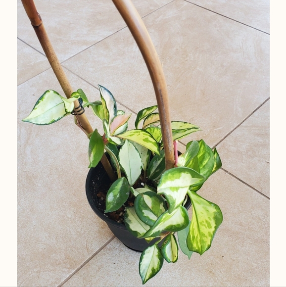 Hoya Krimson Princess 3" pot - Picture 5 of 5